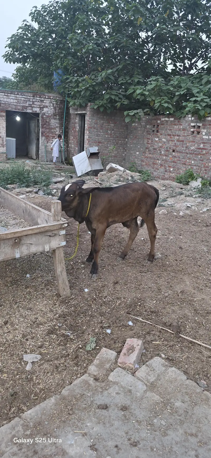 Buffalo and Cow For Urgent Sale — photo 8