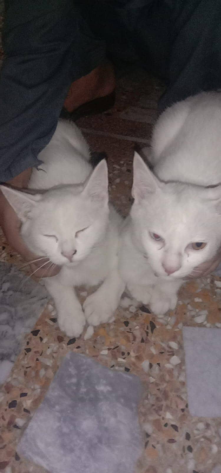 catoo 0