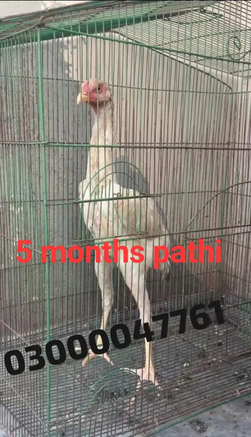 shamo female — photo 7