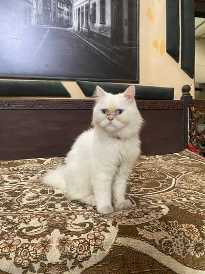 White persian female