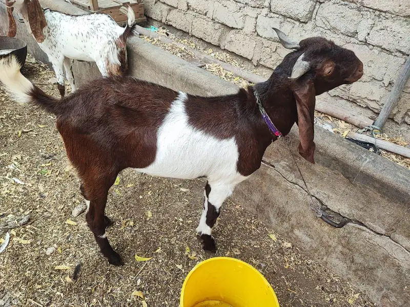 Kamori Bakra full active — photo 2