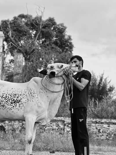 Sohail