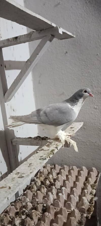 silver shirazi male