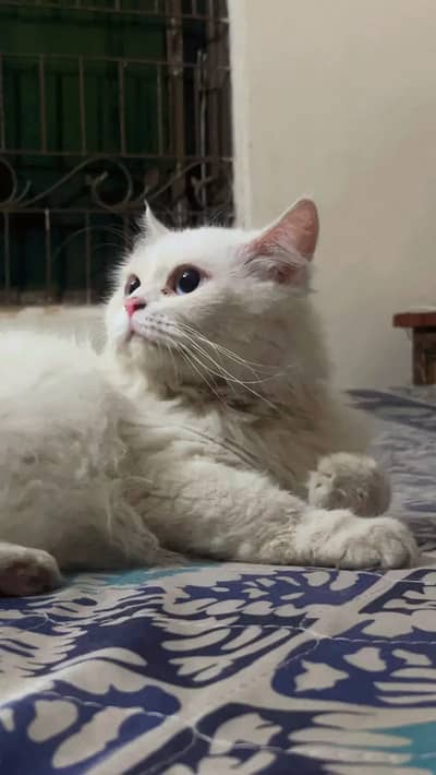 Punch face female Persian cat