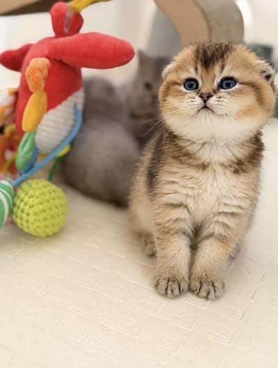 Premium Quality Scotish Fold and Britihshkittens