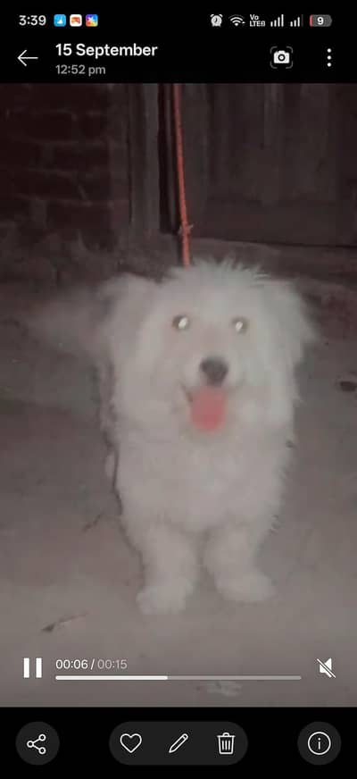 healthy and active full security dog