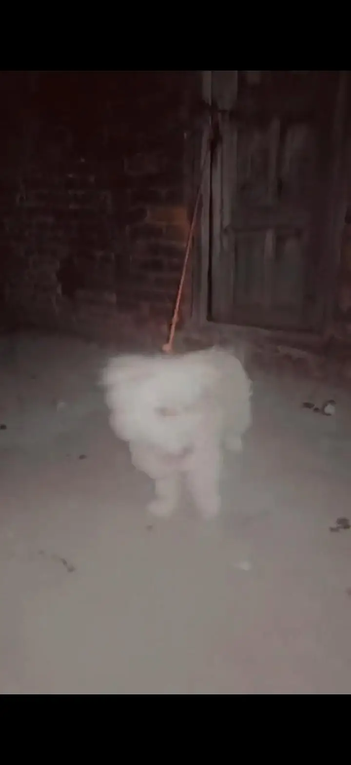 healthy and active full security dog — photo 3