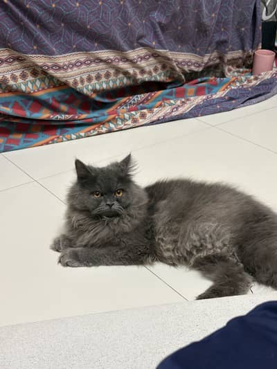 British Longhair Cat