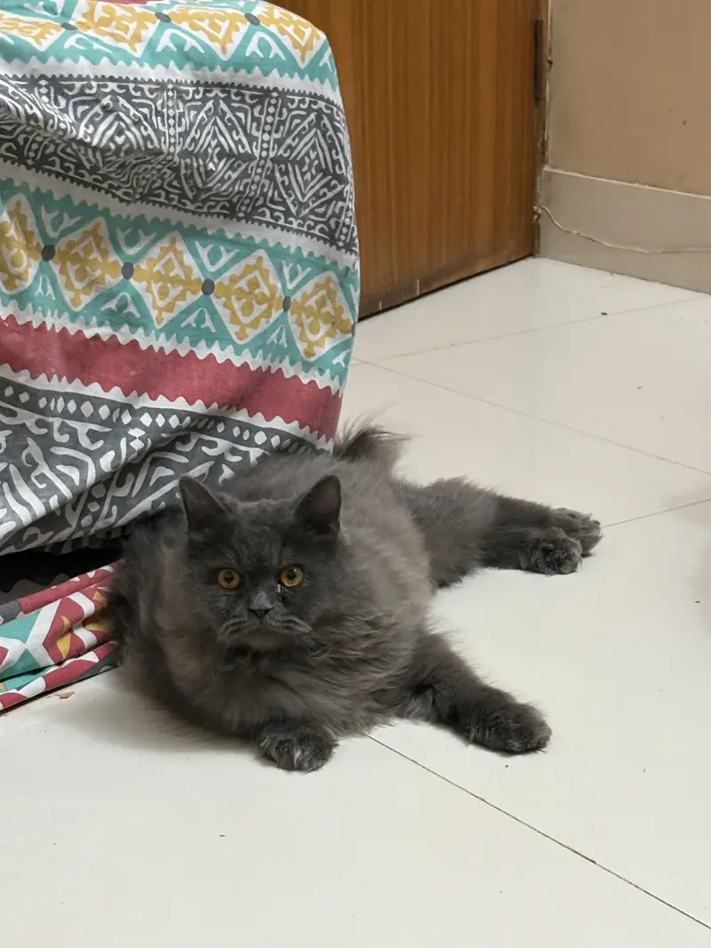 British Longhair Cat — photo 2