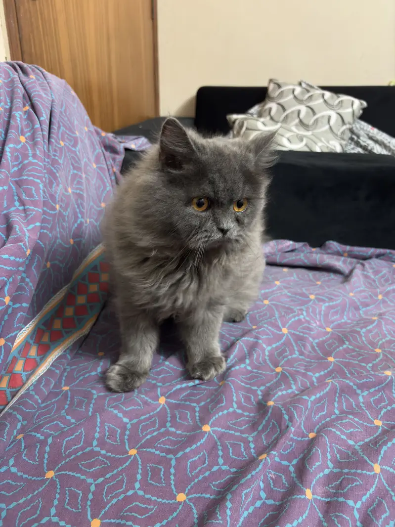 British Longhair Cat — photo 3