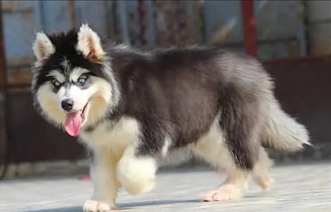 Husky | Siberian Husky Pupyy |Wolly Coat Siberian Husky Puppy For Sale