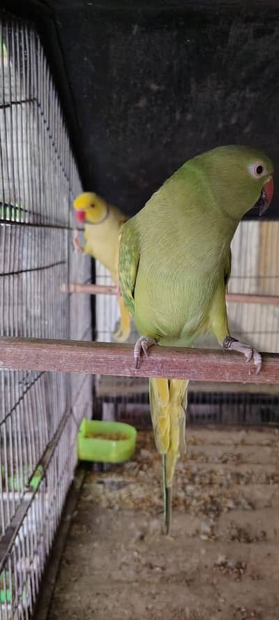Adult Breeding Pair Ringneck