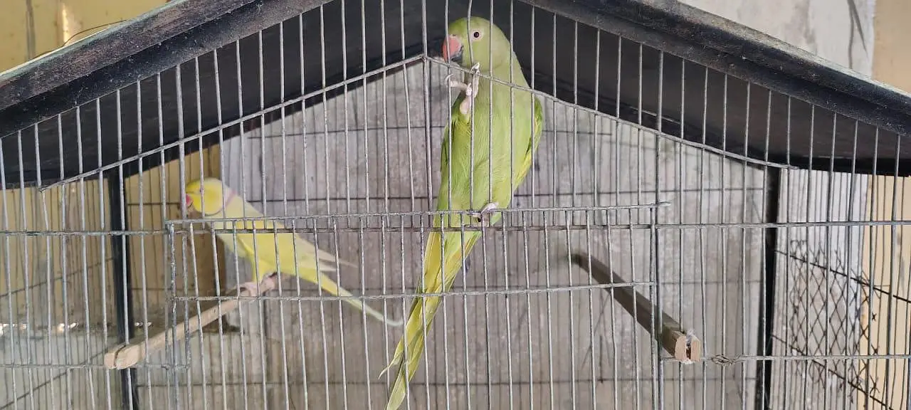Adult Breeding Pair Ringneck — photo 2