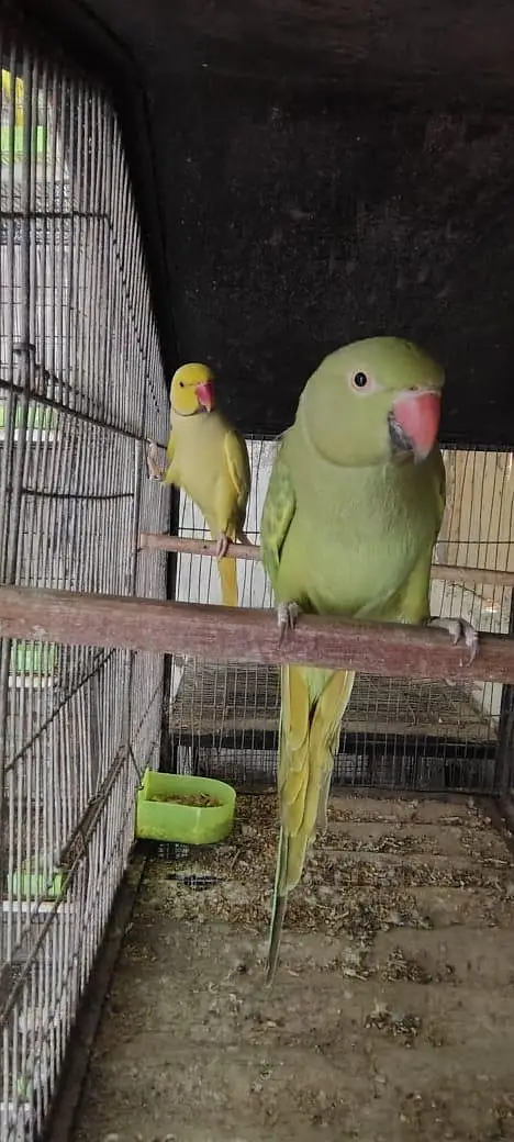 Adult Breeding Pair Ringneck — photo 3