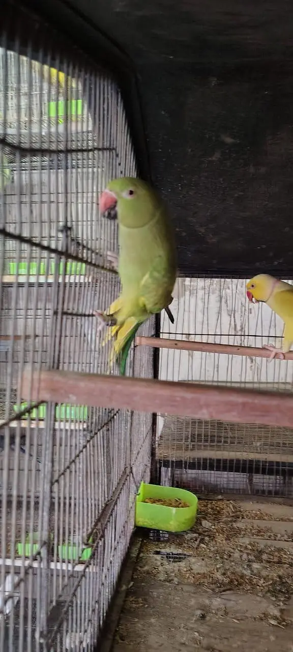Adult Breeding Pair Ringneck — photo 4