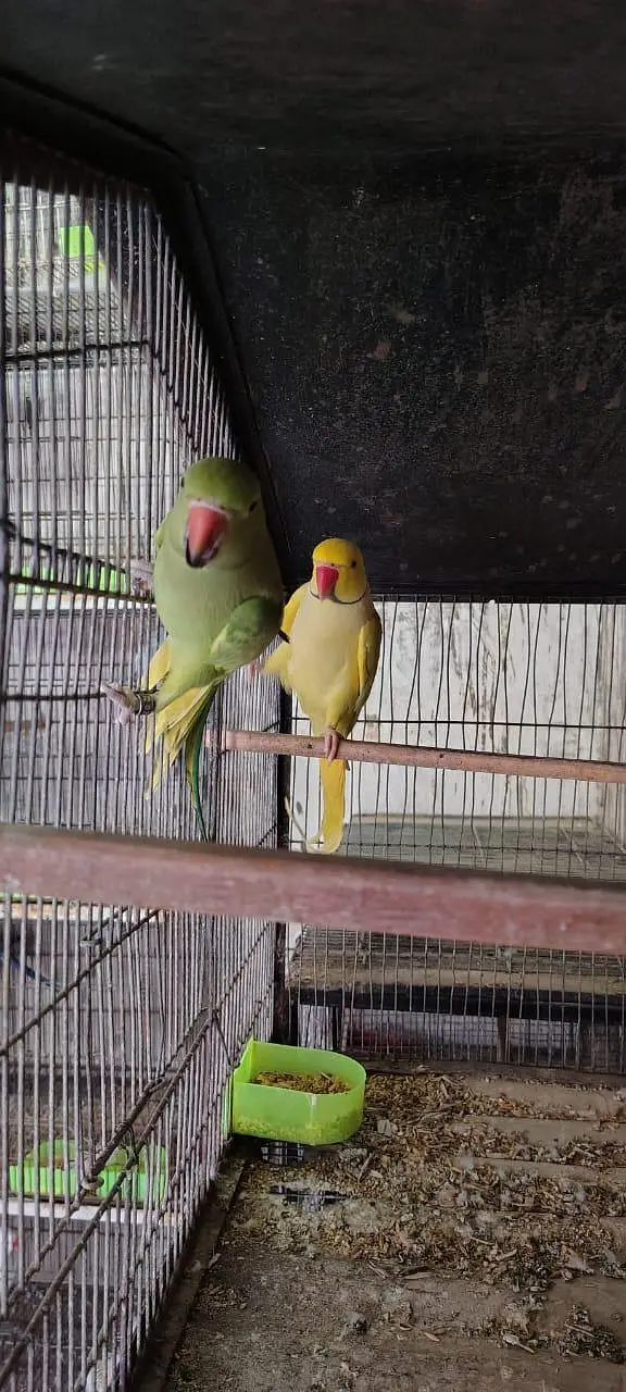 Adult Breeding Pair Ringneck — photo 5