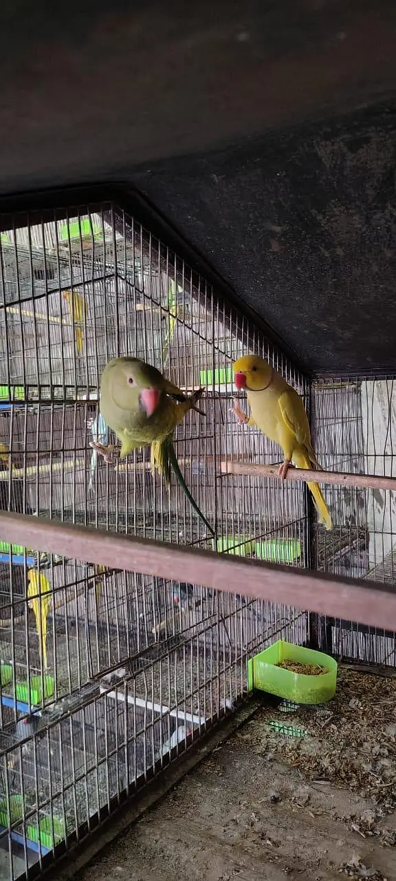 Adult Breeding Pair Ringneck — photo 6