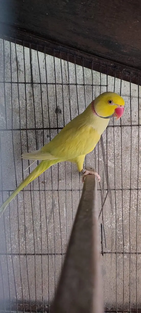 Adult Breeding Pair Ringneck — photo 7
