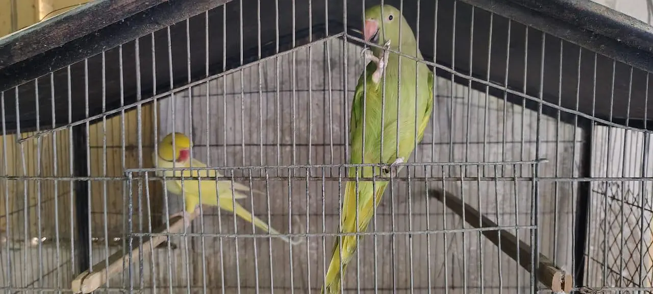 Adult Breeding Pair Ringneck — photo 8