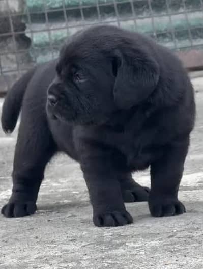 British labordar dog puppy male puppy in heavy quality