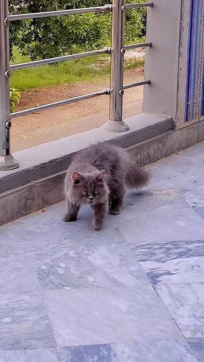 Persian triple coat kittens pair for sale (will be given as pair only)