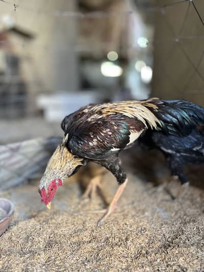 Aseel old bloodline high quality java pair