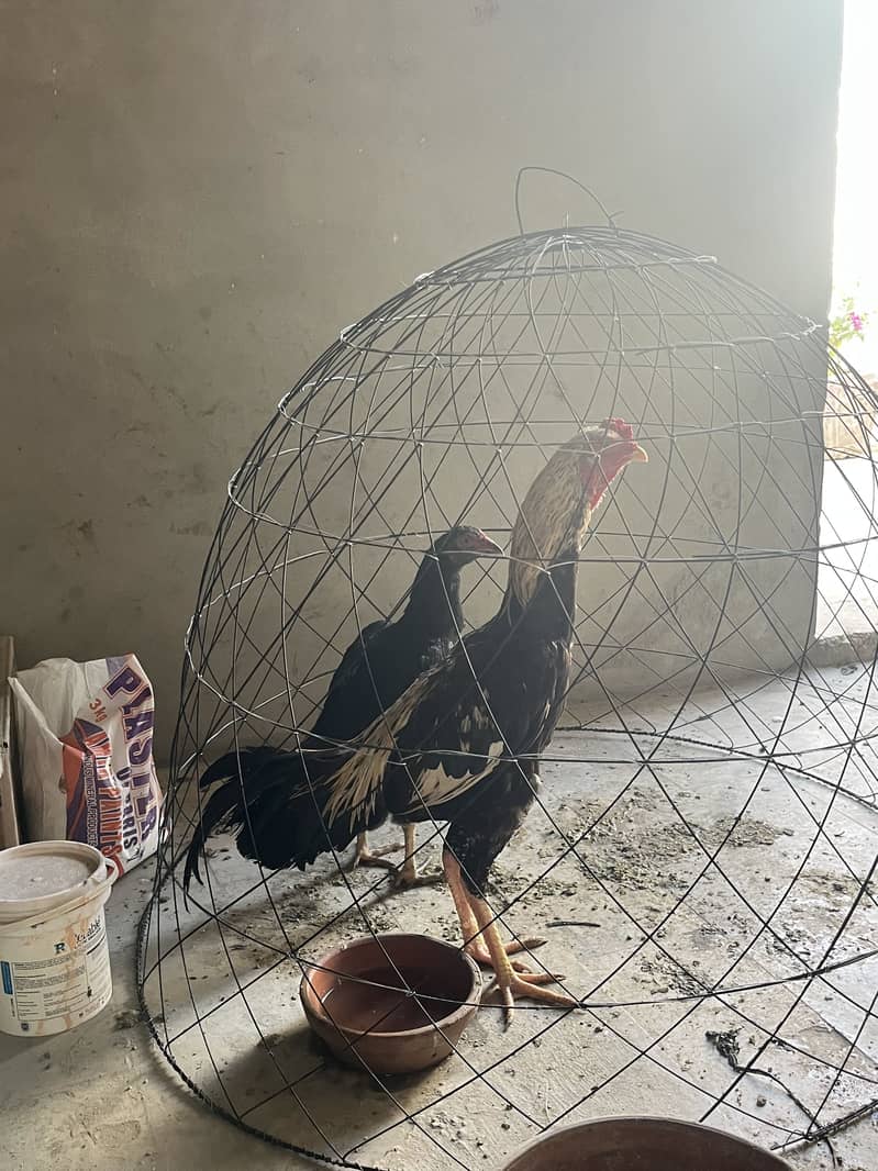 Aseel old bloodline high quality java pair 1