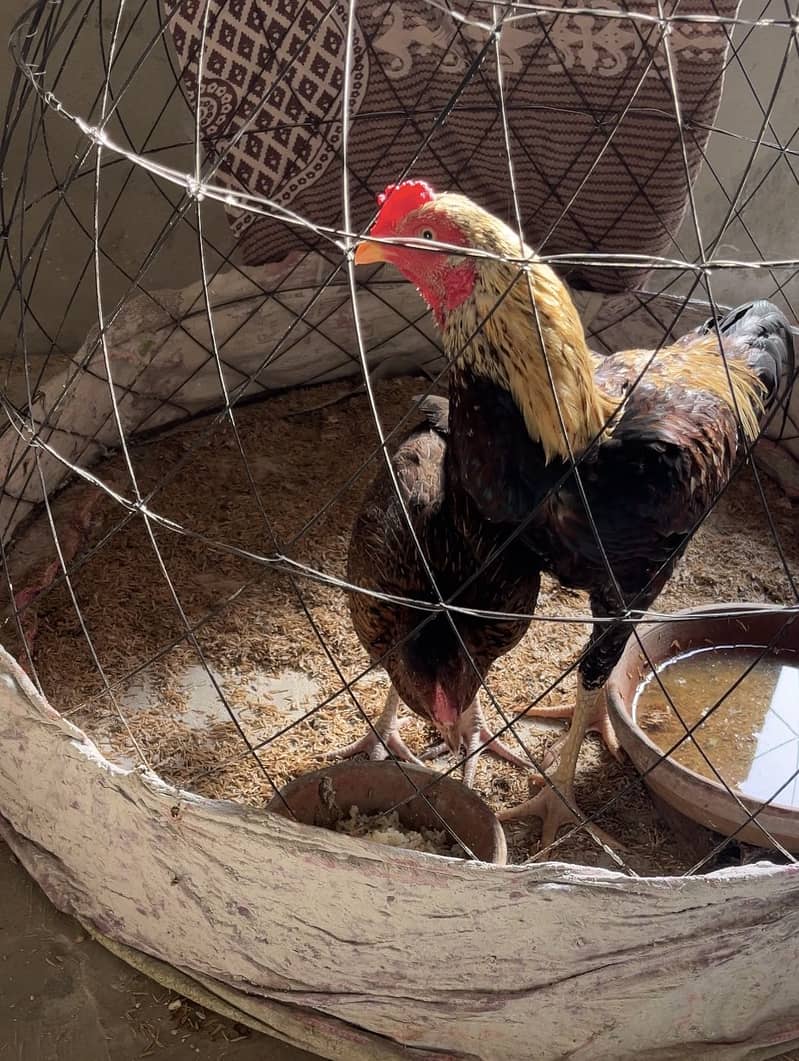 Aseel old bloodline high quality java pair 2
