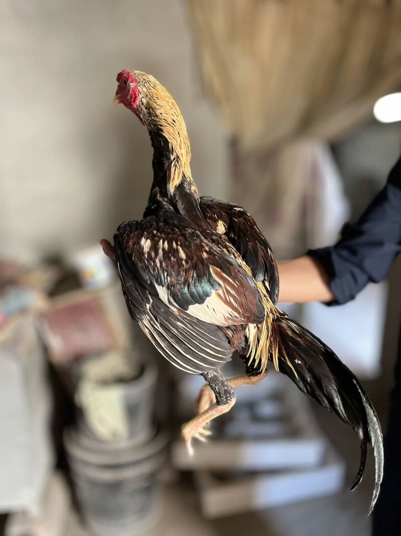 Aseel old bloodline high quality java pair 6
