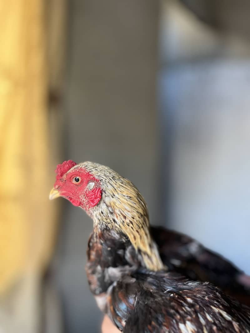 Aseel old bloodline high quality java pair 7