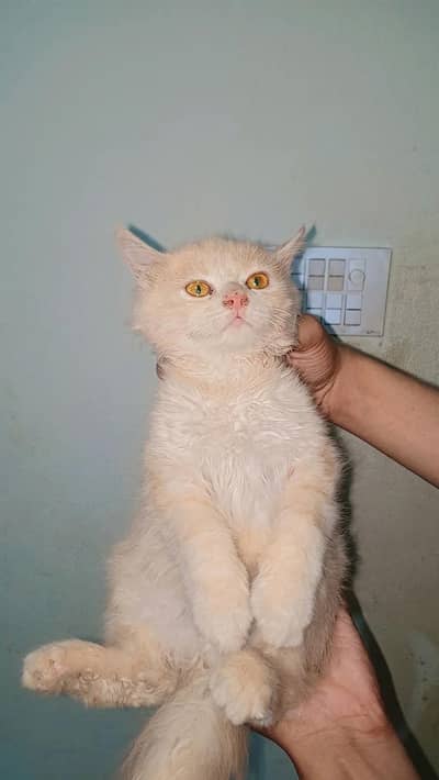 4 Month Beautiful Persian Mix Long Hair Kitten For Sale