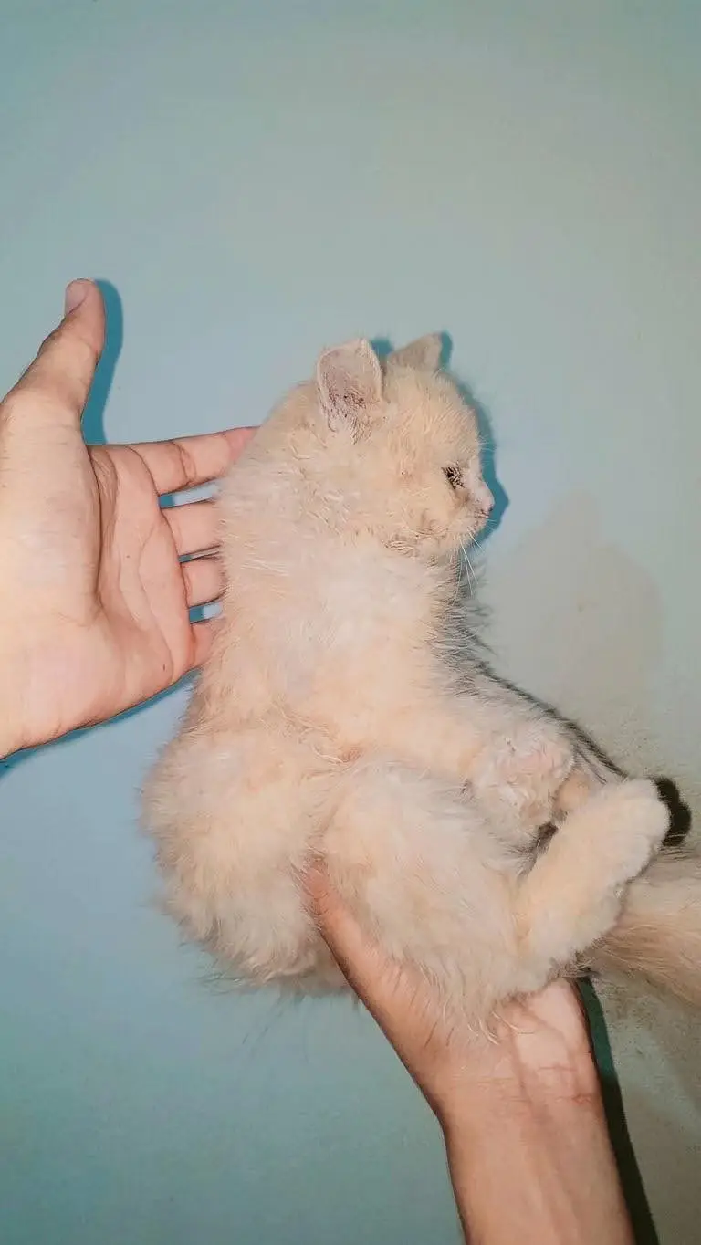 Beautiful Persian Mix Long Hair Kitten For Sale — photo 2