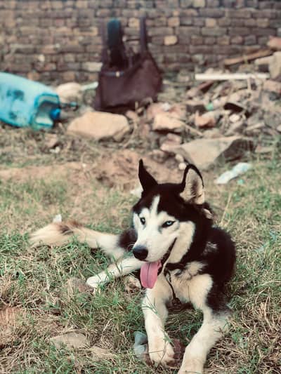 full original Siberian husky  is up for sale