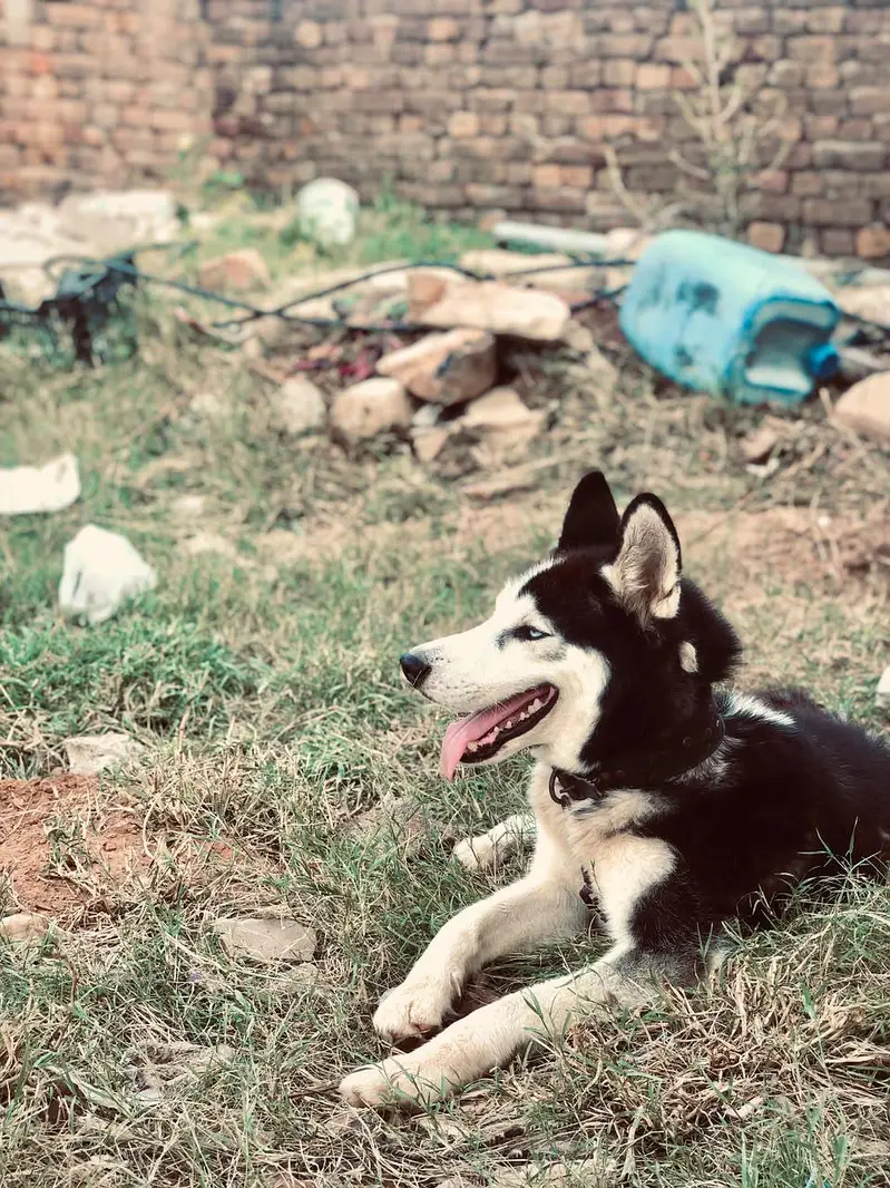 full original Siberian husky  is up for sale — photo 2