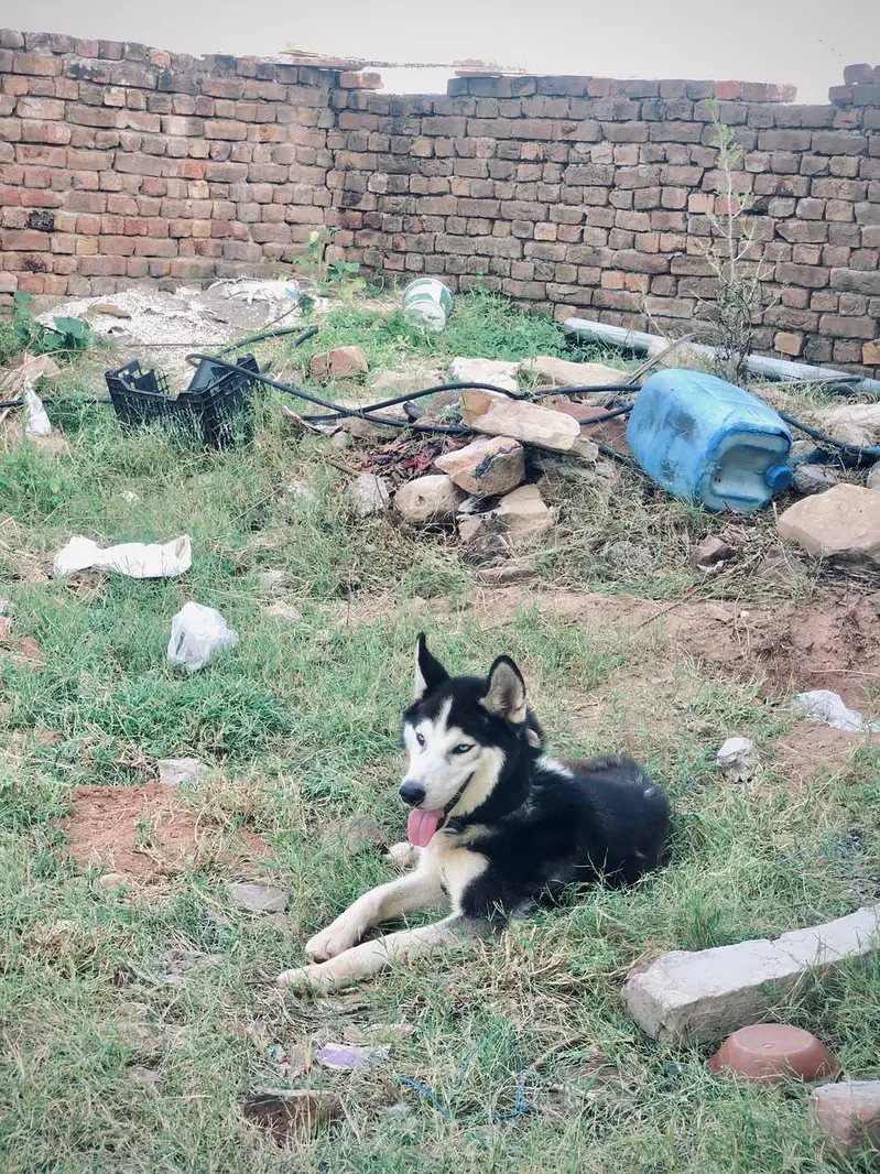 full original Siberian husky  is up for sale — photo 3