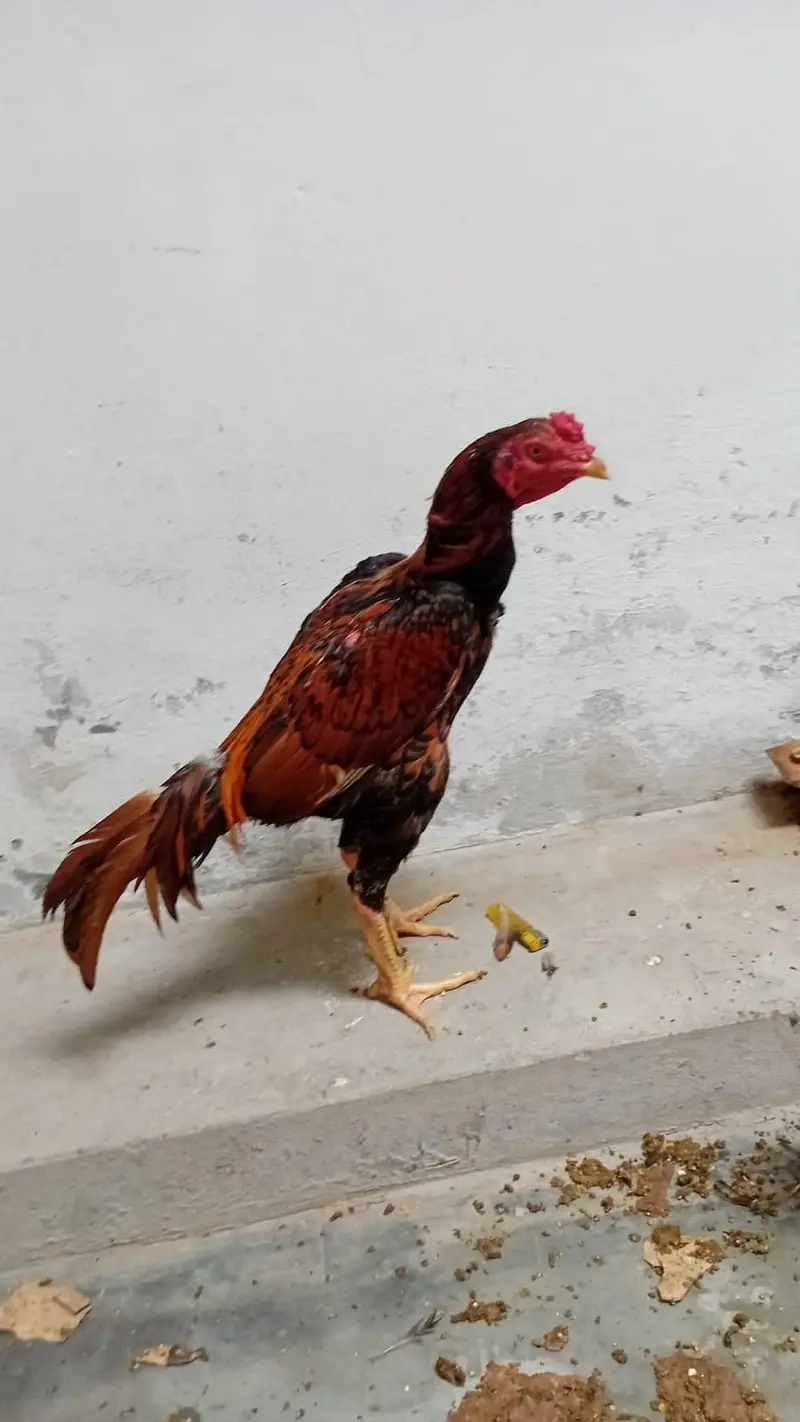 pure khajori pair — photo 3