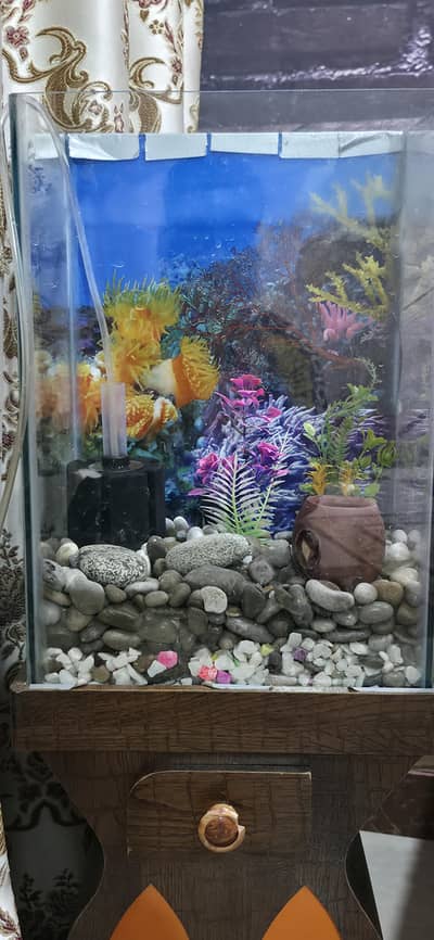 Fish Aquarium with Light, Filter and Fishes Complete Setup