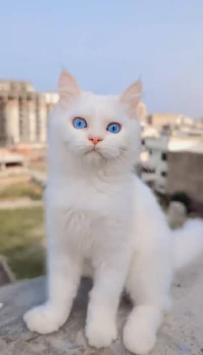 Beautiful Persian Kitten for Sale