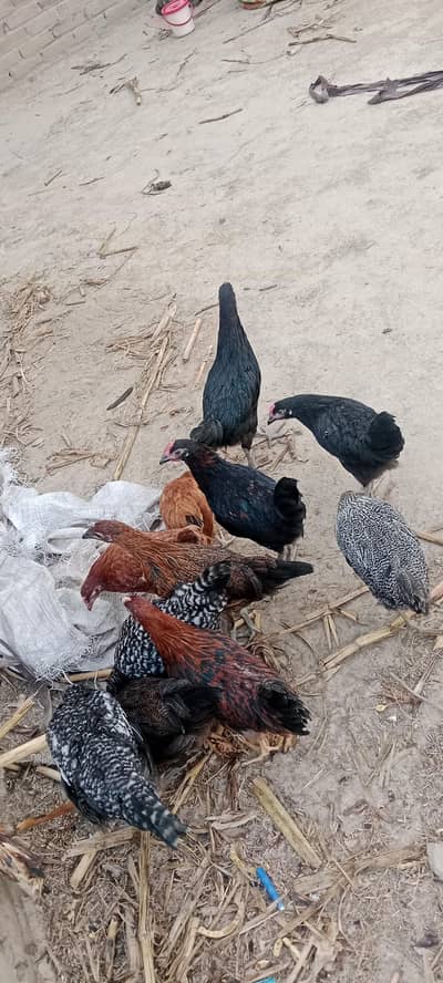 Gar Ki Dasi murgiya aur murga eggs wali