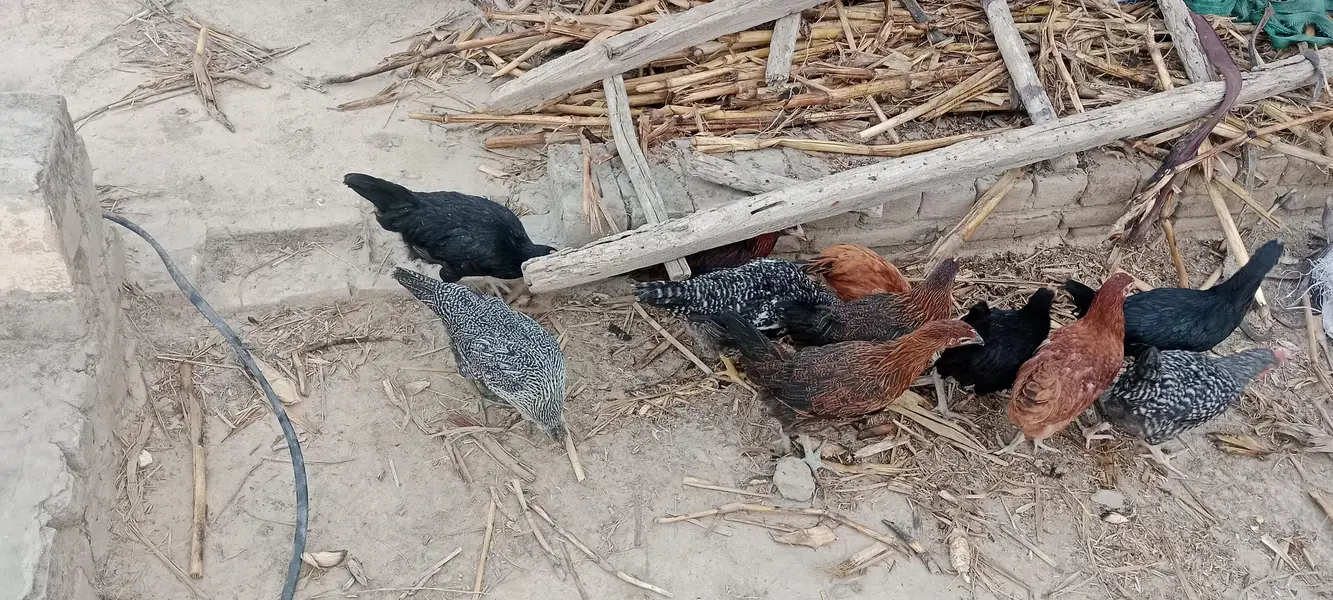 Gar Ki Dasi murgiya aur murga eggs wali — photo 2