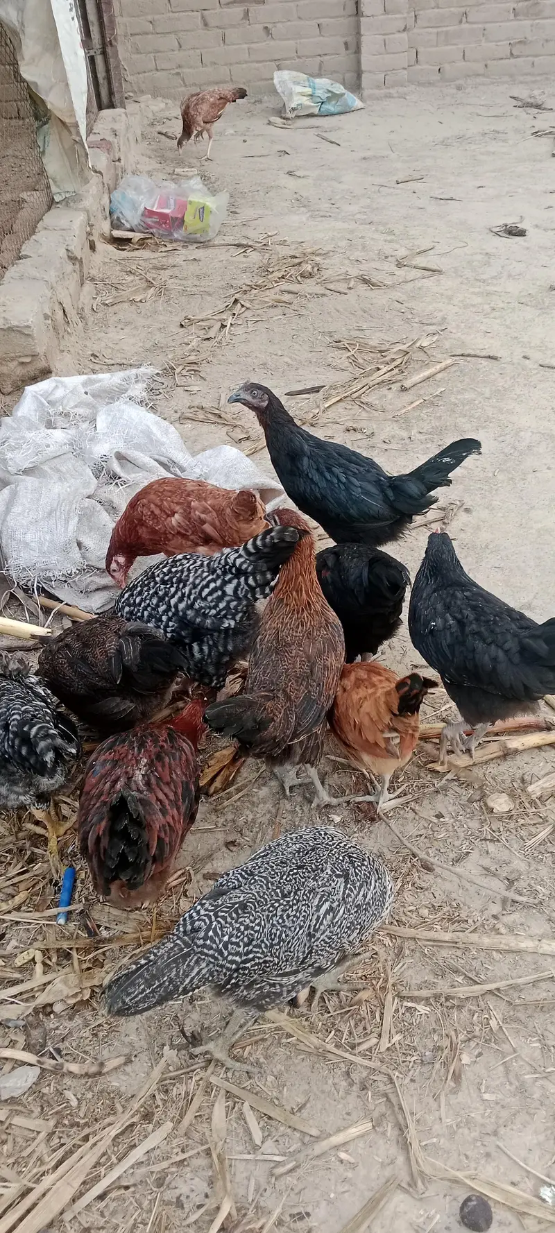 Gar Ki Dasi murgiya aur murga eggs wali — photo 3