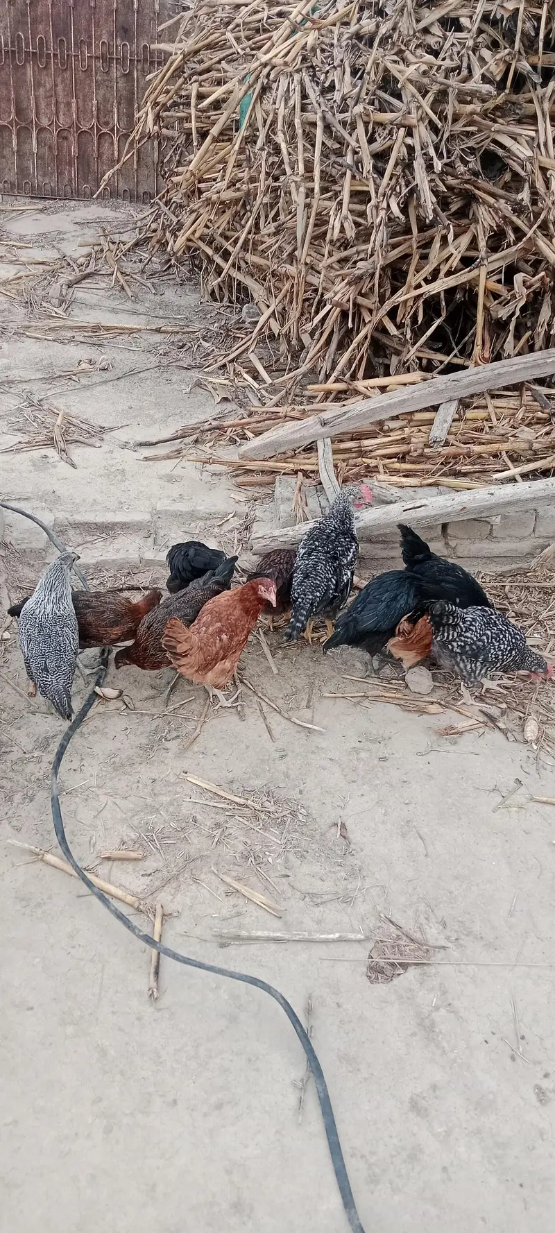 Gar Ki Dasi murgiya aur murga eggs wali — photo 4