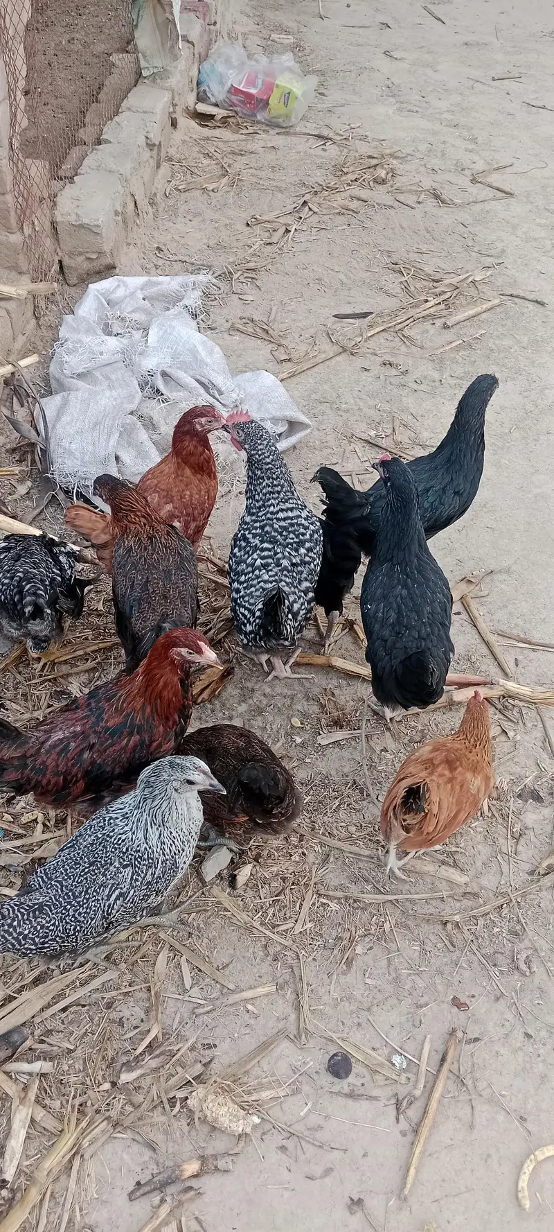 Gar Ki Dasi murgiya aur murga eggs wali — photo 5