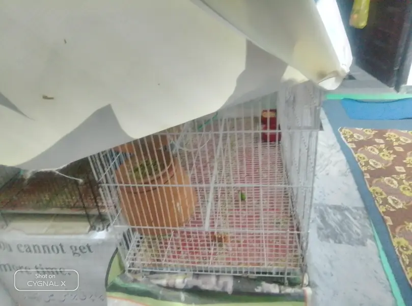Cage For Sale — photo 3