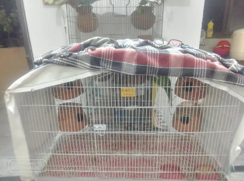 Cage For Sale — photo 4
