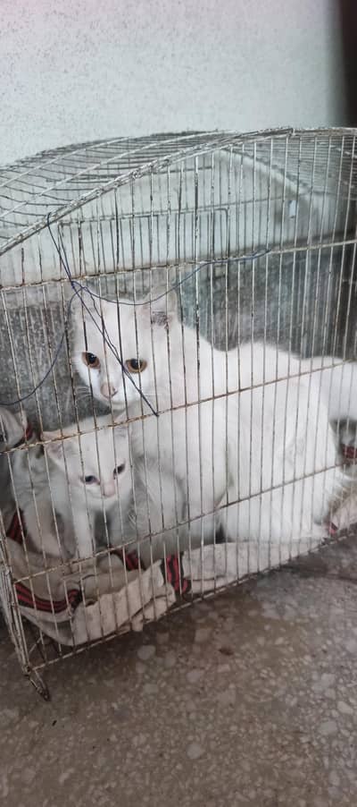 cat with kittens