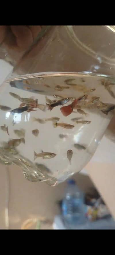 Guppies