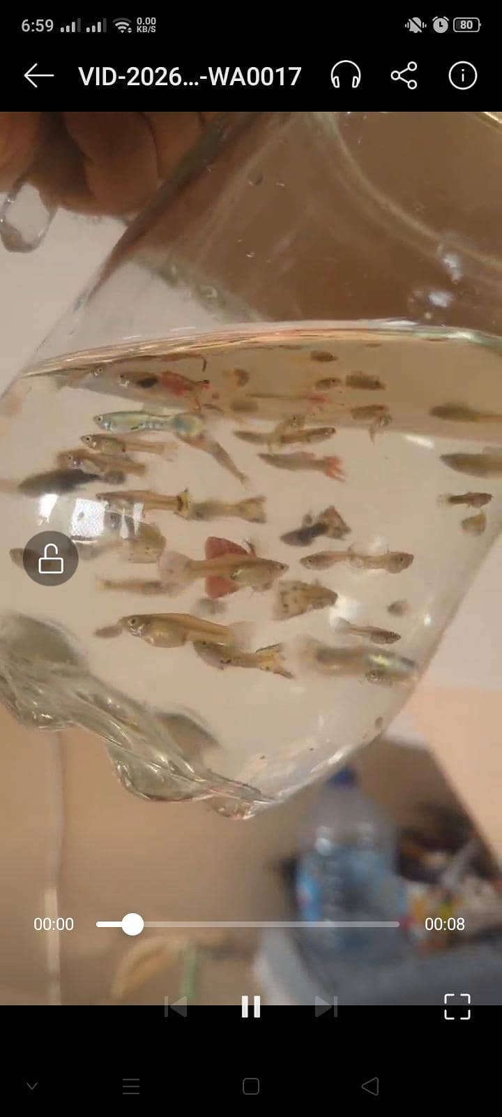 Guppies 1