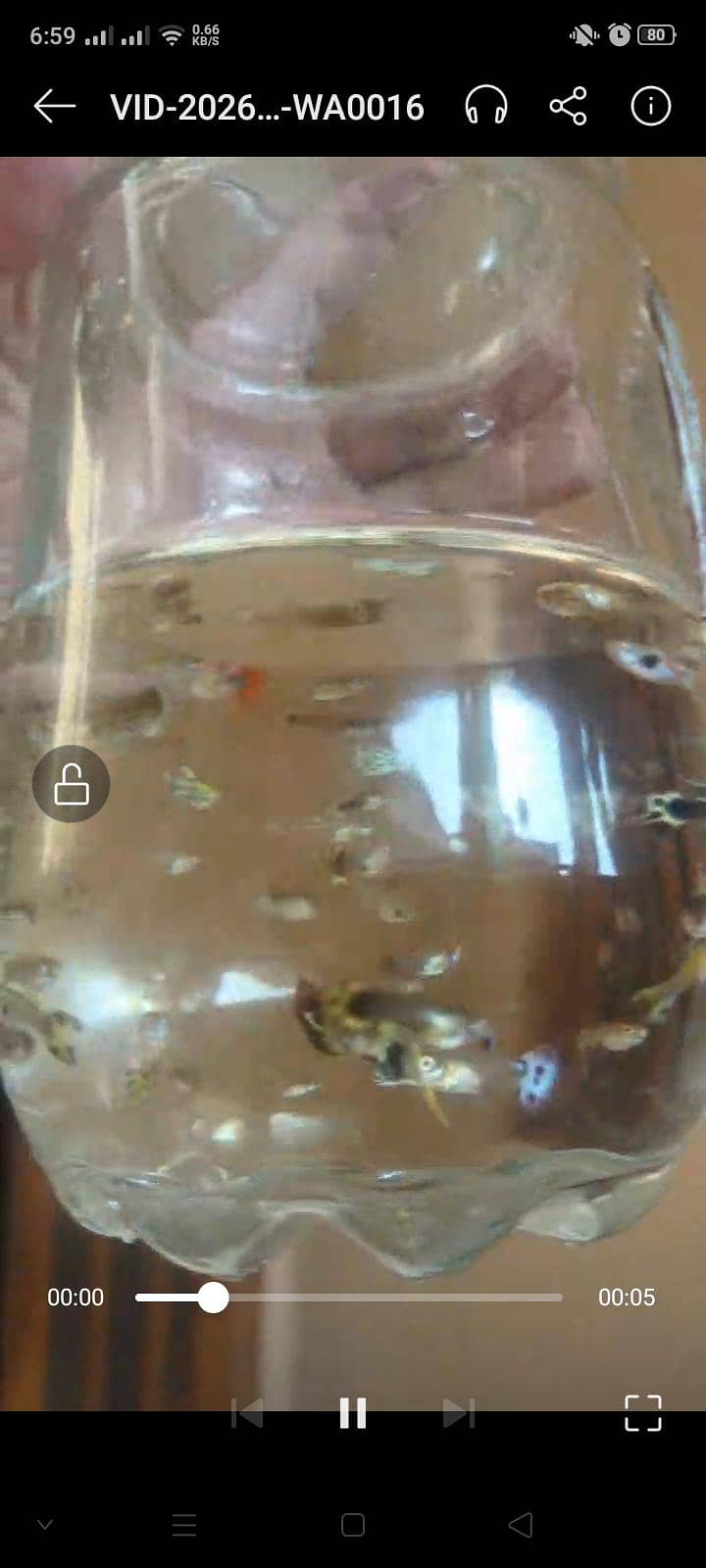 Guppies 2