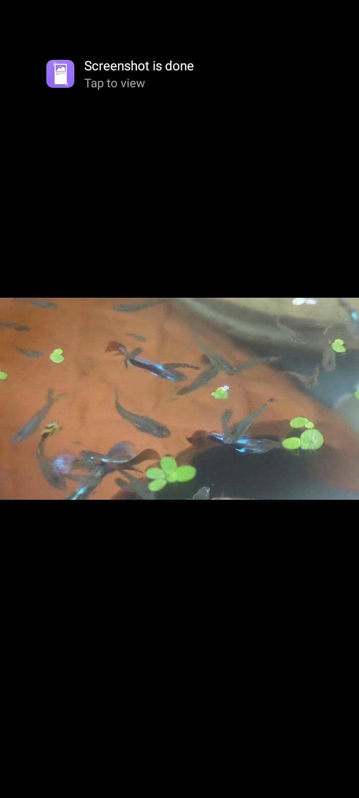 Guppies 3